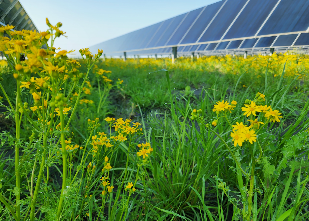 Driver Solar Project will be the largest solar facility in the Entergy Arkansas portfolio.