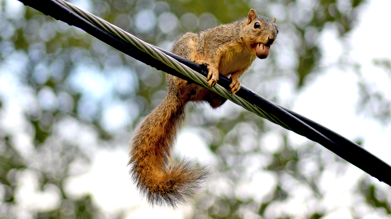 Of all the animals that cause us problems, squirrels are the No. 1 troublemaker.