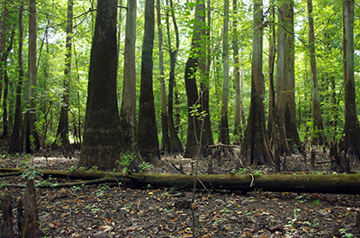 Bottomland Forest