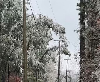 Tree limbs bend over utility lines from the weight of ice in Fordyce.