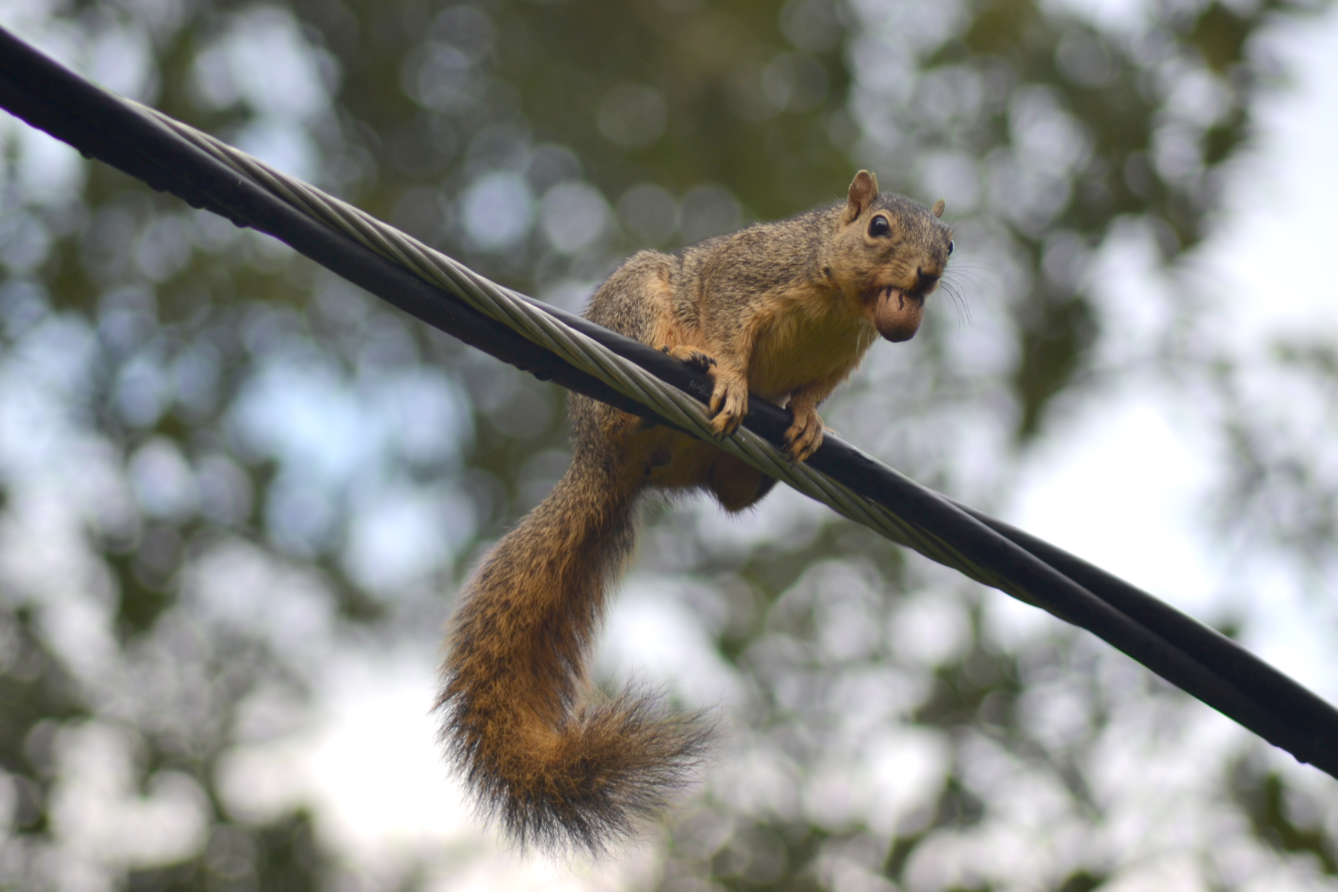 When it comes to animal-caused power outages, squirrels are the GOAT!