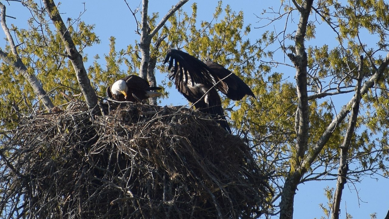 An adult eagle feeds fish to a fledgling in south Madison County.