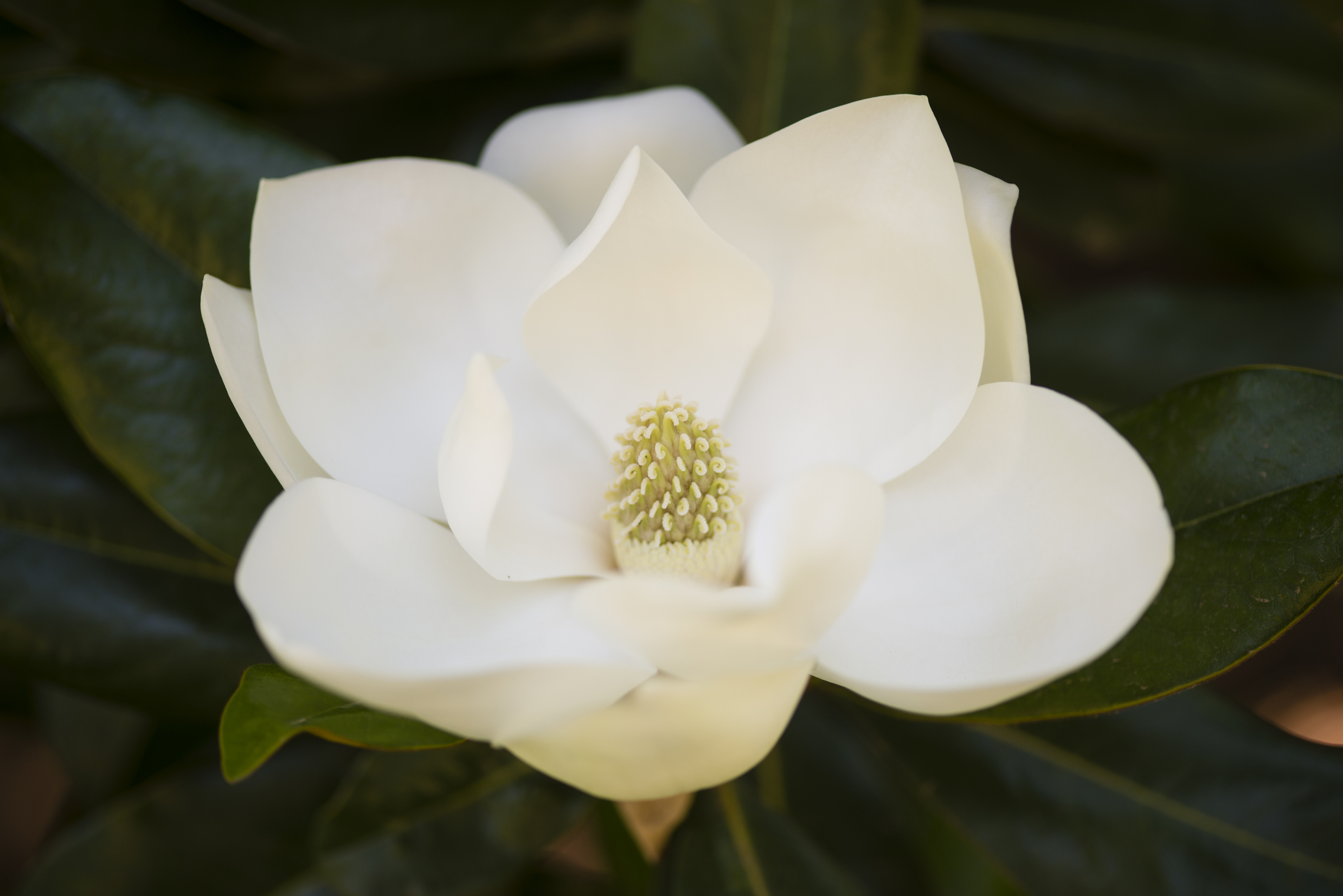 Magnolia Flower Smell - Best Flower Wallpaper