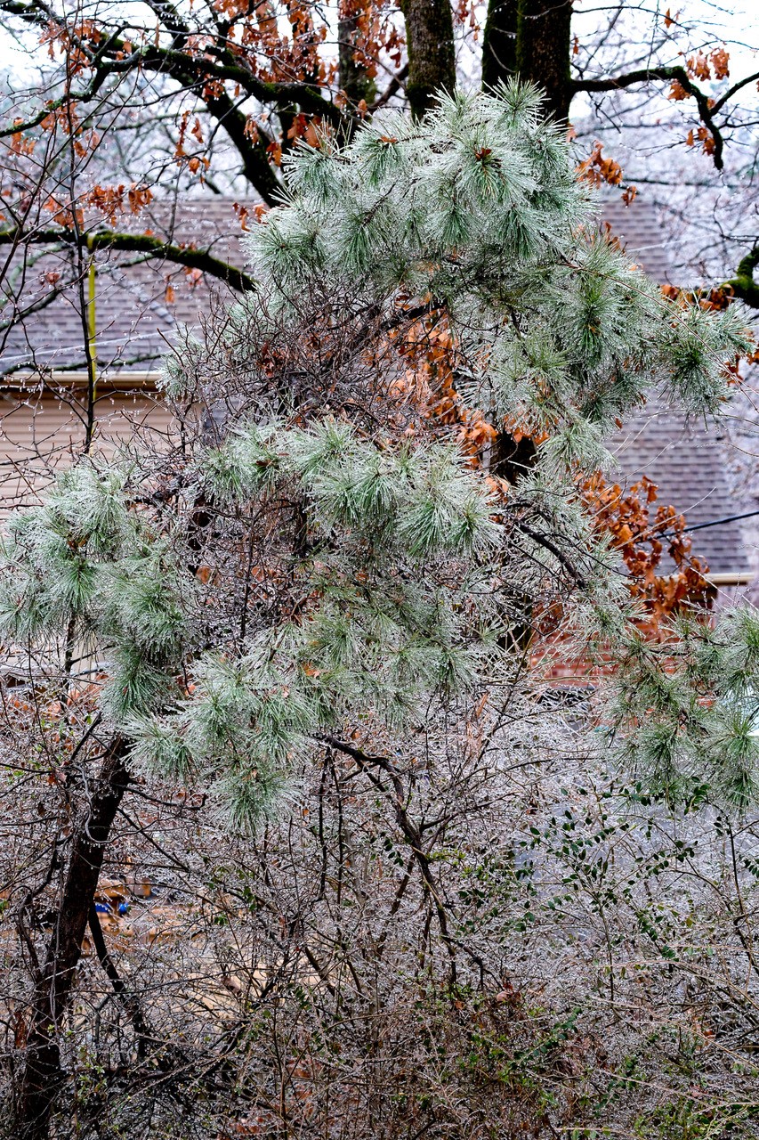 Ice accumulations can pull down power lines and tree limbs, and cause outages.
