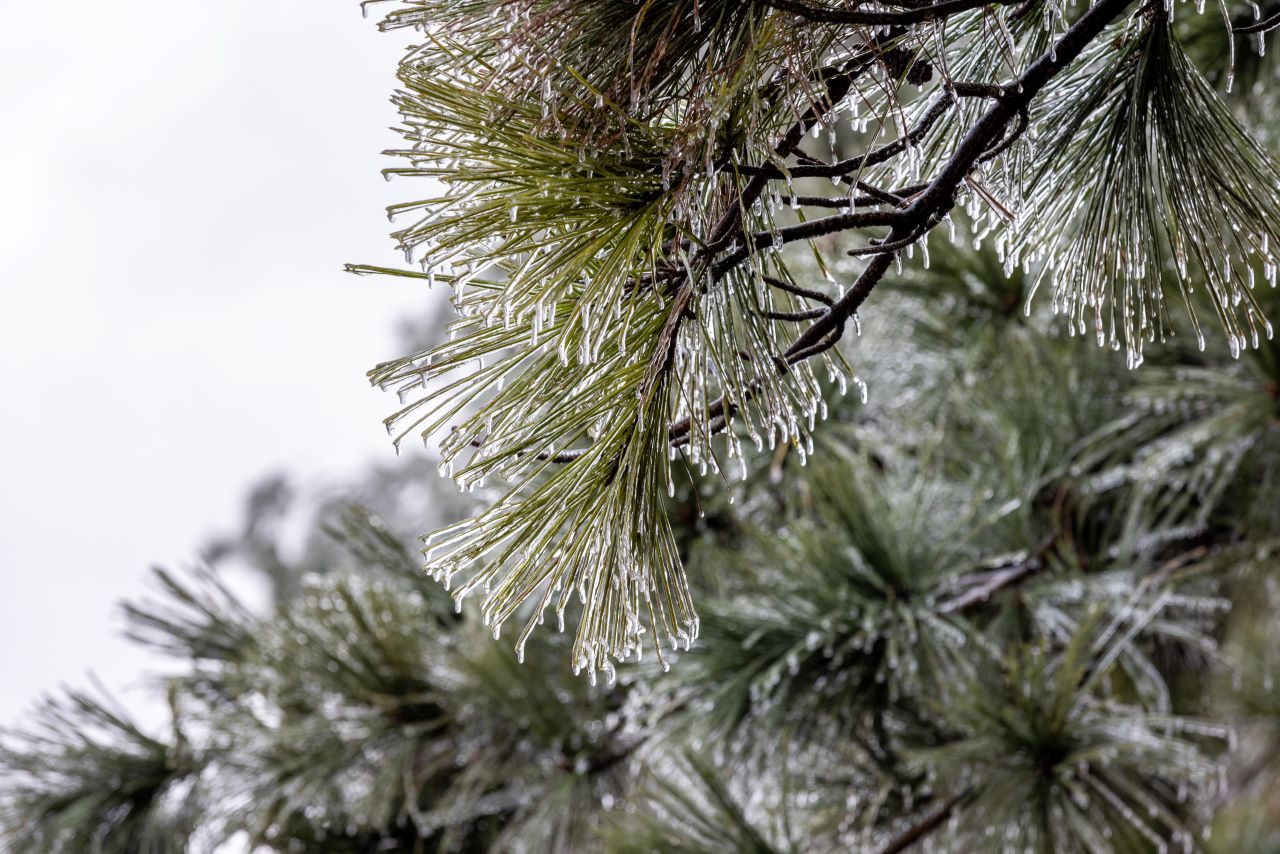 Snow and ice can increase weight of tree limbs by 30 times.