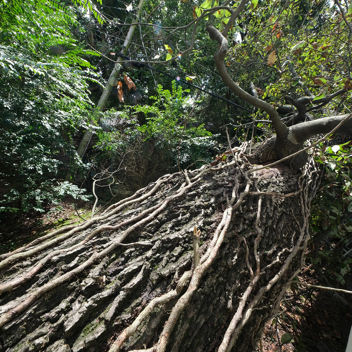 entergy arkansas maintains trees and shrubbery in the utility rights-of-way year-round