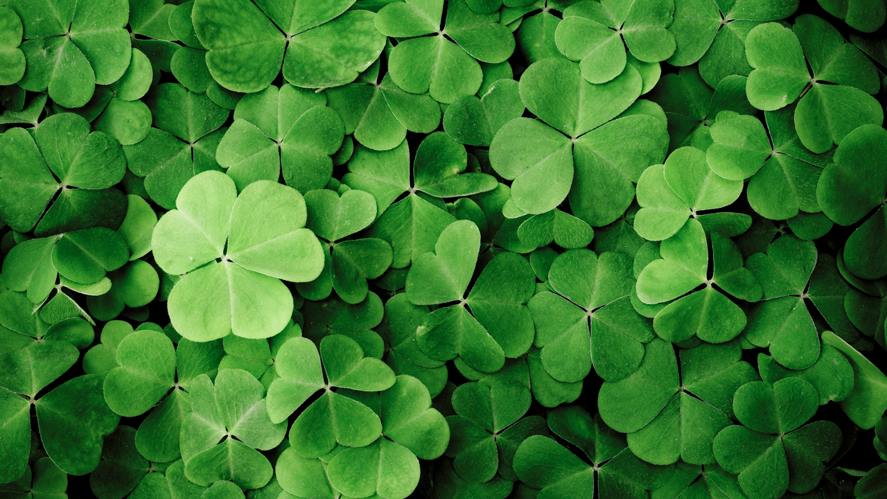 st patricks day origem do trevo de 3 folhas